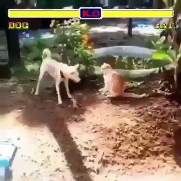 Dog Vs Cat