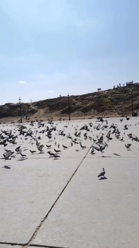 Pigeon #pigeon #entertainment #pets #pet #petanimals