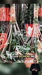 Inilah pohon yang bisa berjalan .. membuat heran siapa saja yang melihatnya ..