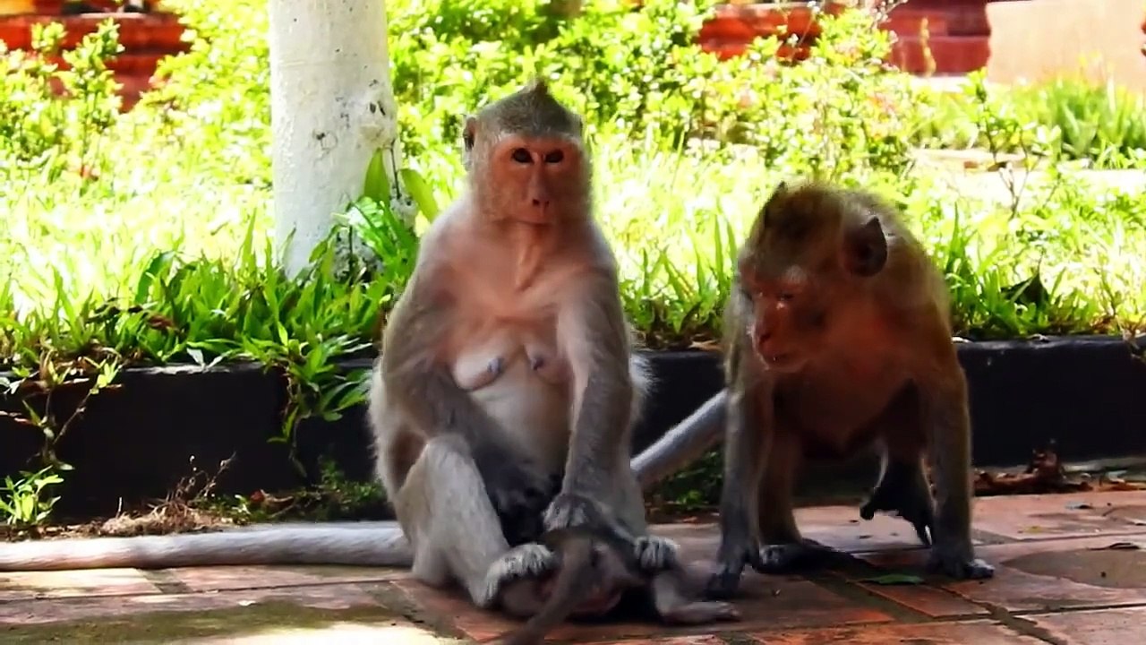 Sadness, Mother Malika Always Make Monika Cries Loudly, Cause of Love Rambo Than Monika (720p_25fps_H264-192kbit_AAC)