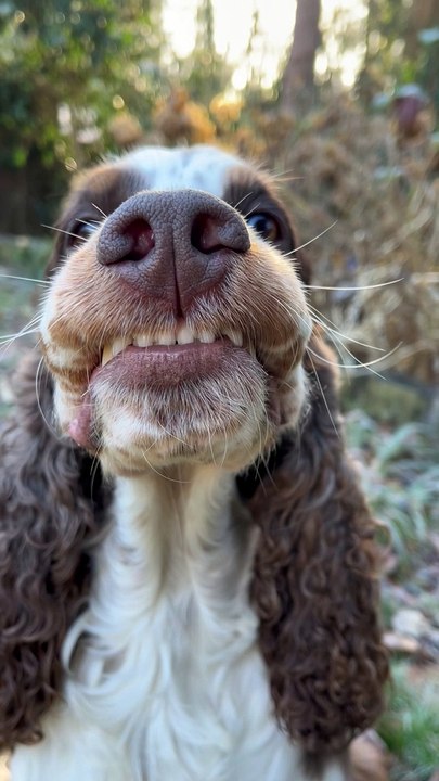 Smiling Cocker Spaniel