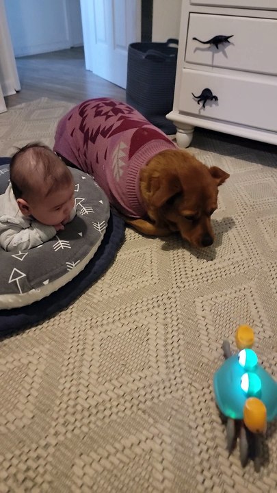 Dog Protects Baby From Walking Crab Toy