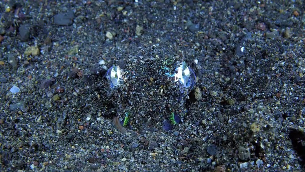 Squid Buries Himself