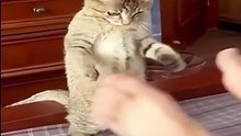 Funny animals -  Funny cats _ dogs -  Funny animal videos 2024