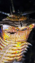 Bobbit Worm Up Close