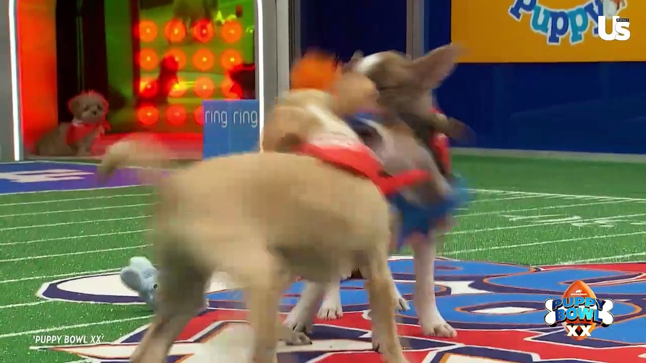 Puppy Bowl XX 'Rufferee' Dan Schachner Stops By Us Weekly Studio with ...