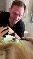 Rescue Dog Purrs While Getting Brushed