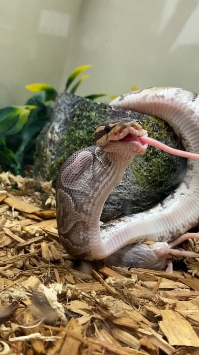 Snake Looks Derpy While Eating Dinner