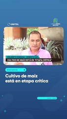 Cultivo de maíz está en etapa crítica
