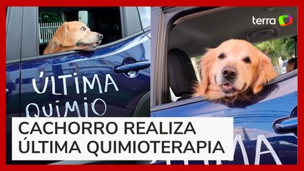 Cão Buda vence o câncer e ganha ‘buzinaço’ pelas ruas