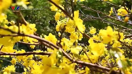 แวดวงทีวีเวียดนาม (ช่อง VTV Cần Thơ) (8 กุมภาพันธ์ 2024) (05.15 น.)