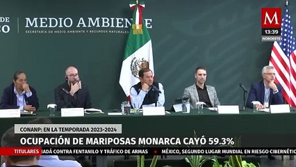 Conanp informa que la ocupación de mariposas monarca cayó 59.3%