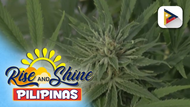 TWG Report sa panukalang gawing legal ang medical cannabis sa bansa, lusot na sa committee level ng kamara