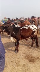 Mandi Iqbal Nagar District sahiwal