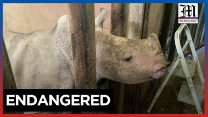 Baby white rhino born in French zoo