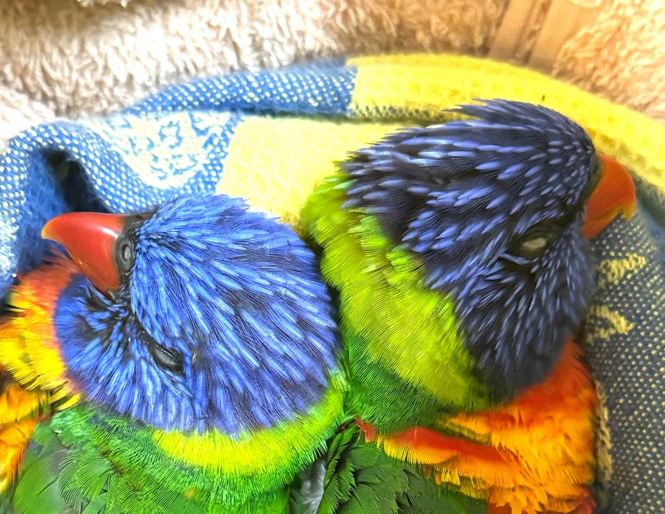 Lorikeets (1)