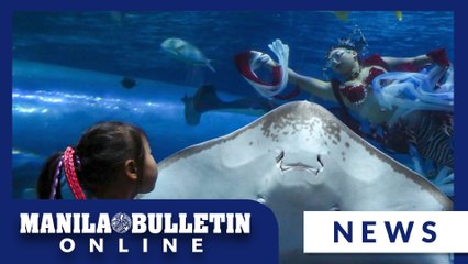 Mermaid of the Dragon Sea performs at the Manila Ocean Park