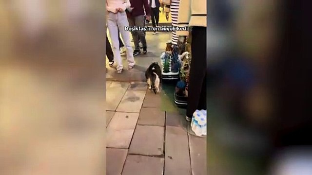 Beşiktaş'ın sembolü olan obez kedi kalp krizi geçirerek öldü