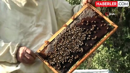 Arılar Kış Uykusuna Yatamadı