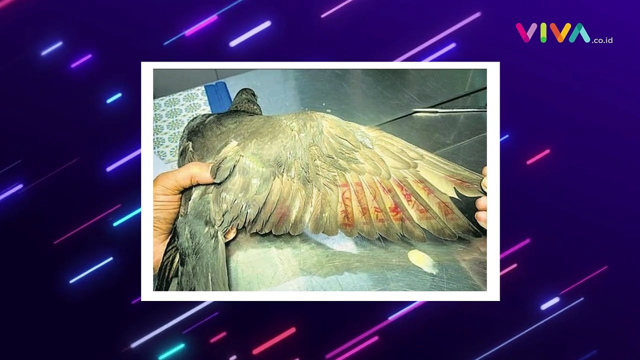 Burung Merpati yang Ditangkap Polisi India Kini Dibebaskan