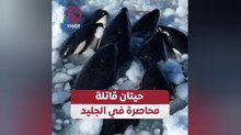 حيتان قاتلة محاصرة في الجليد