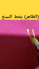 (الظاهر) Althaher كتابة أسماء الله الحسنى بخط النسخ