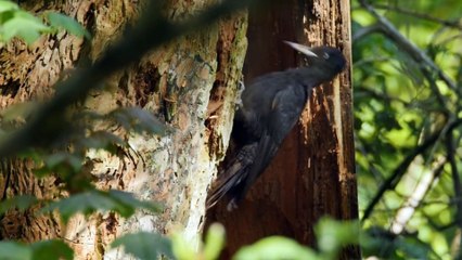 nature of woodpeckers in the wild