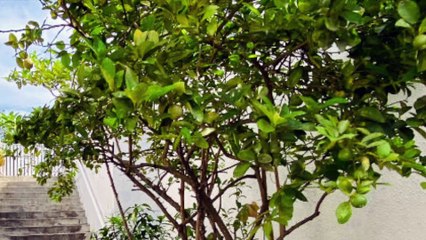 A louer appartement Magenta Aérodrome - Proche Nouméa