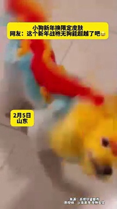 小狗換裝龍年新“皮膚”，好看嗎？Puppy gets a new look of dragon year.