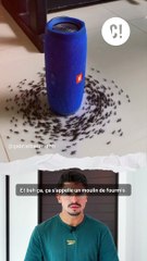 Ces fourmis tournent en rond jusqu'à la m0rt