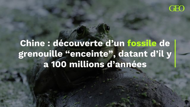 Découverte d’un fossile de grenouille “enceinte”en Chine, datant d’il y a 100 millions d’années