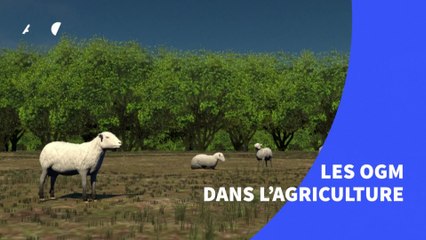 Les OGM dans l'agriculture, comment ça marche ?