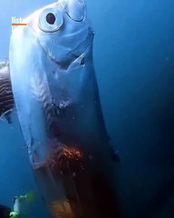 Büyük depremler öncesi görülen kıyamet balığı Tayvan’da ortaya çıktı