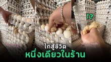 ลูกเจี๊ยบสู้ชีวิต ฟักในร้านไข่ไก่ ชาวเน็ตเชียร์สนั่น น้องมาให้โชคชัด ๆ