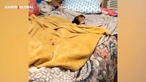 Uyumak için ışığın kapatılmasını isteyen köpek kahkahaya boğdu