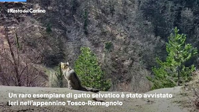 Un raro esemplare di gatto selvatico ? stato avvistato ieri nell'Appennino Tosco-Romagnolo