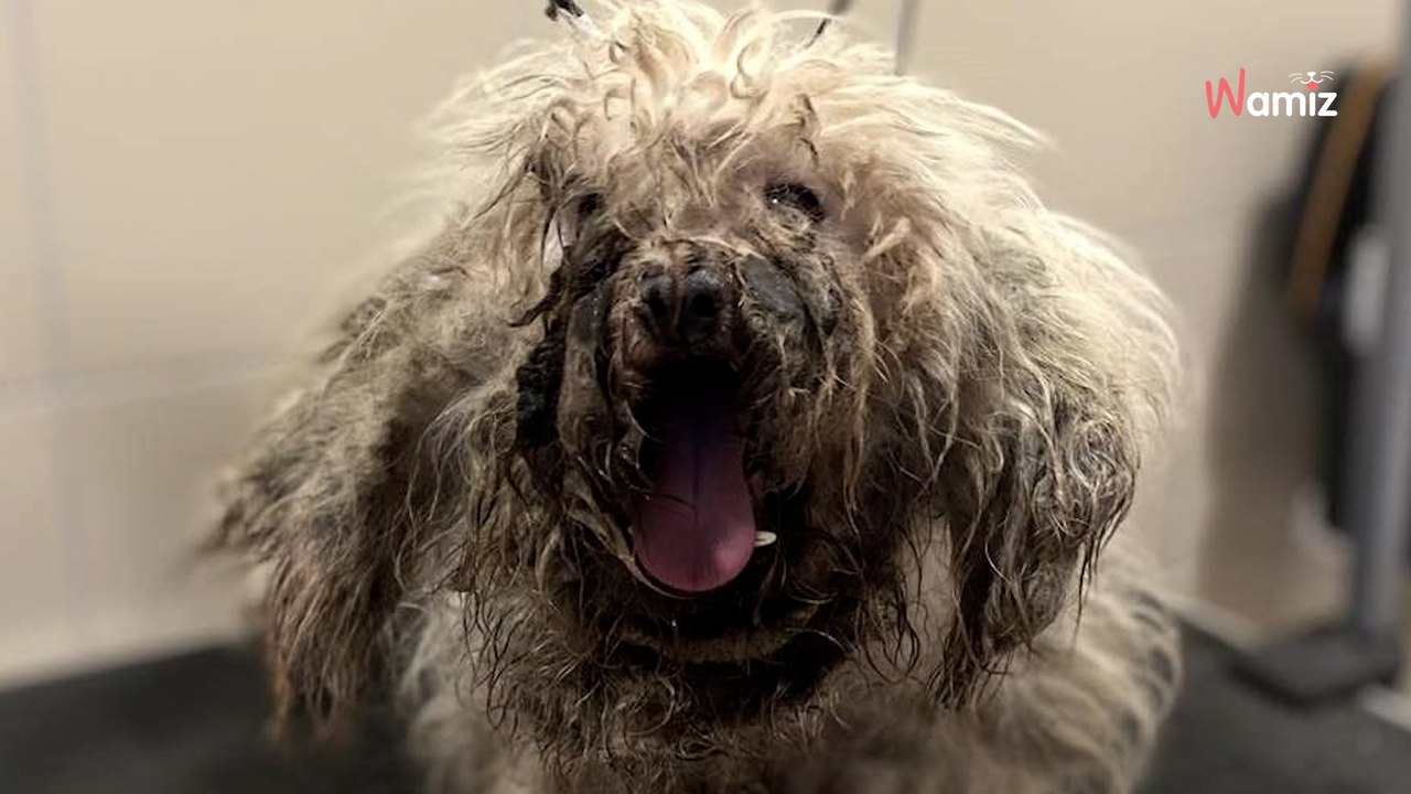 Cane maltrattato: l'incredibile metamorfosi di Nino, salvato da un'associazione