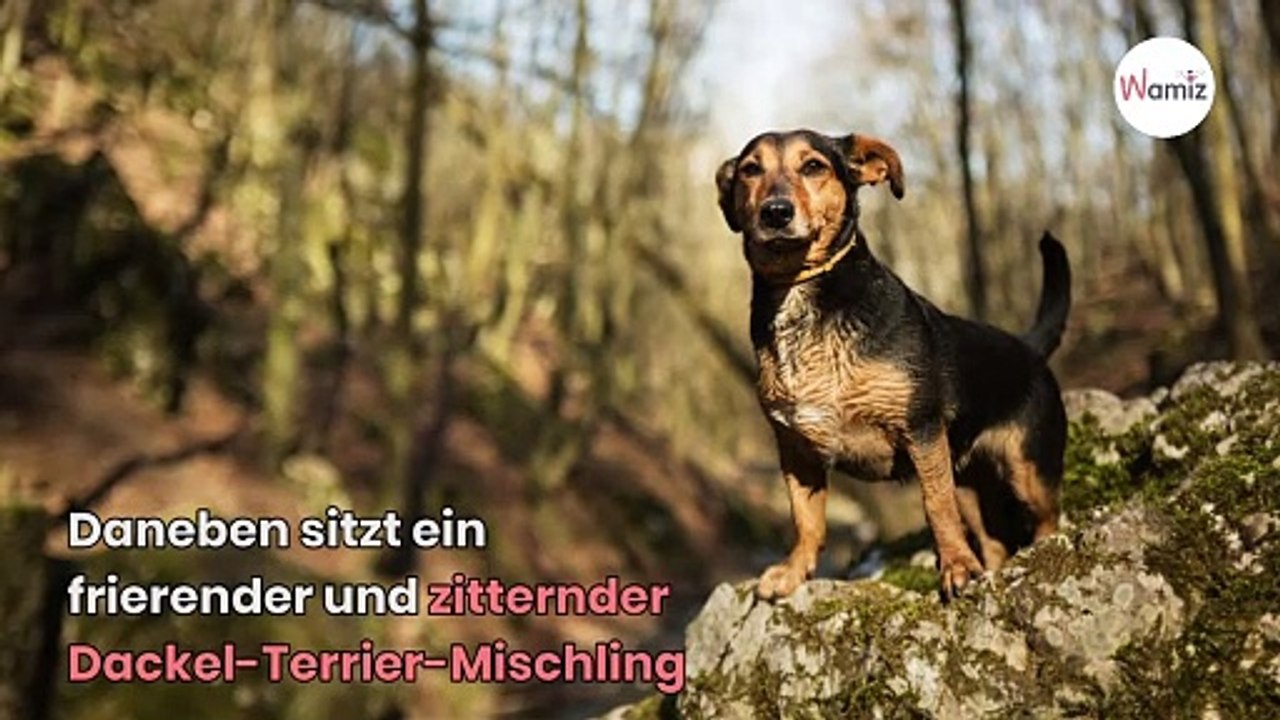 Traurigster Hund Deutschlands: Dackel erlebt ein Drama beim Gassigehen!
