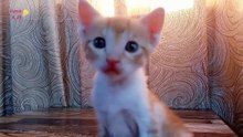 صوت قطة صغيرة جميل