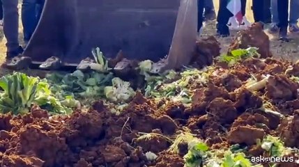 In Sicilia agricoltori distruggono il raccolto in segno di protesta