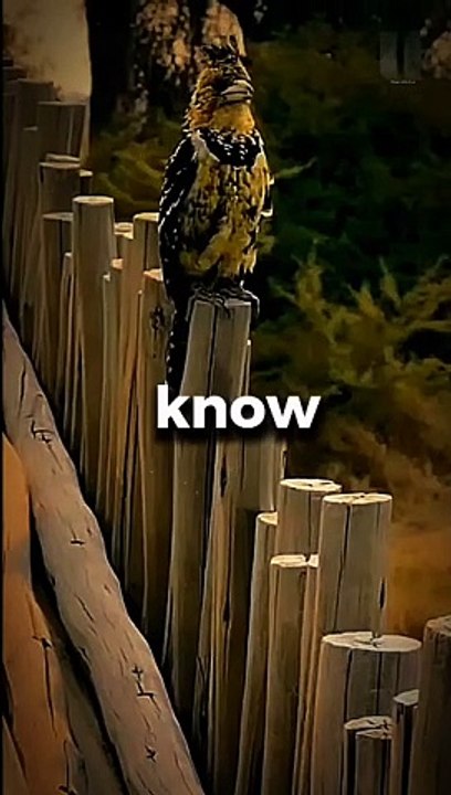 Crested Barbet Fact!