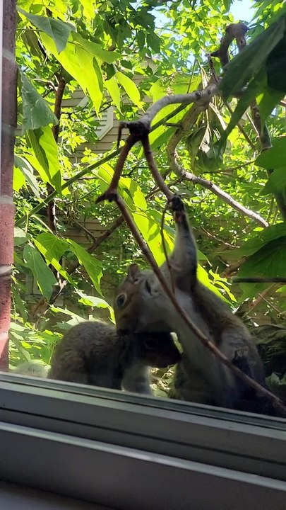 Squirrels Play On A Branch While Cat Watches