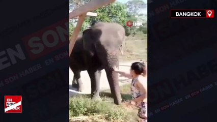 Tayland’da fil sahibini ezerek öldürdü