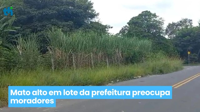 Mato alto em lote da prefeitura preocupa moradores