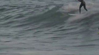 Dolphins share waves with surfers at Rincon!