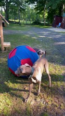 Weimaraners Playing With The Horses' Ball