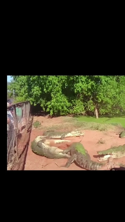 Are Crocodiles Canibalistic