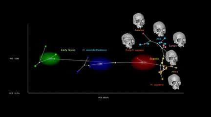 Le crâne virtuel de "notre ancêtre commun"