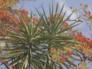 De la Dominique a Saint Barthelemy