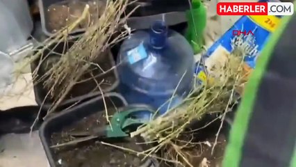 Evine iklimlendirme sistemi kuran şüpheli kenevir yetiştirirken yakalandı